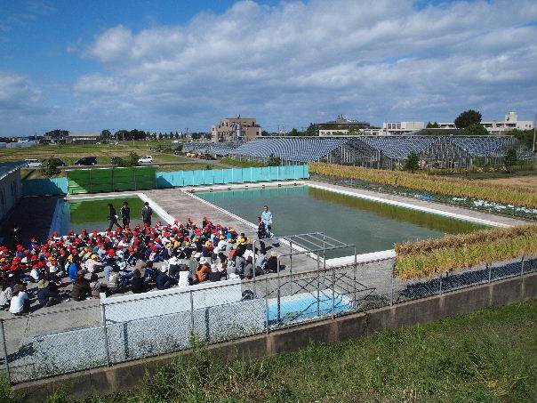 富陽小学校稲刈り