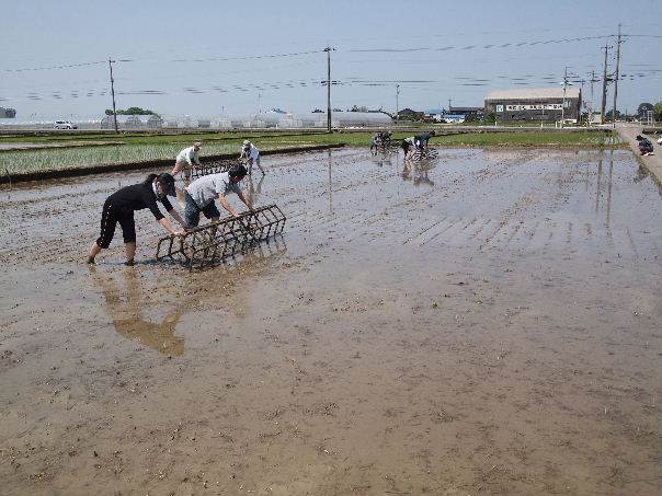 富陽小田植え