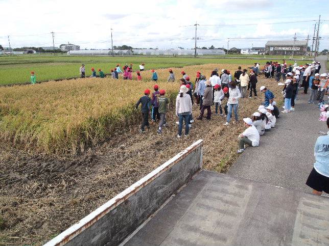 富陽小学校稲刈り開始です