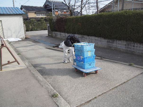 カキモチ下ろし