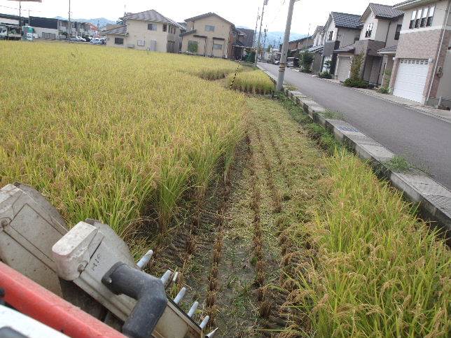 ミルキークィーン刈り取り中