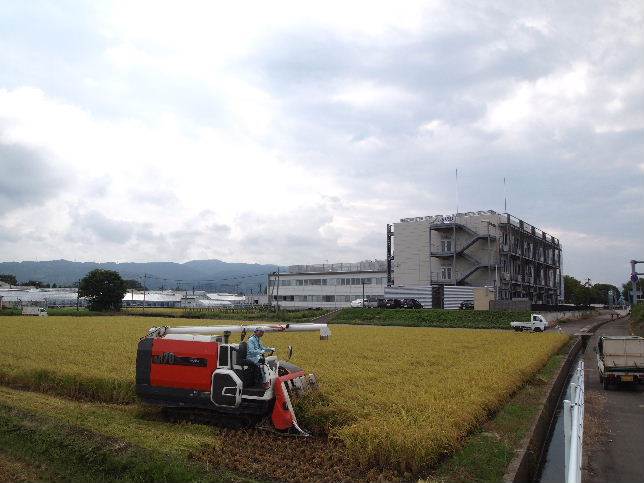 ミルキークィーンの契約栽培田です