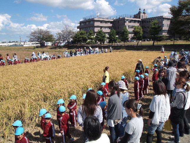 とくの幼稚園稲刈り