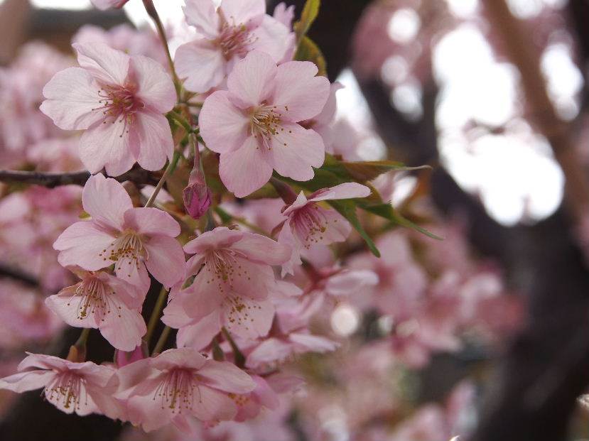 河津桜