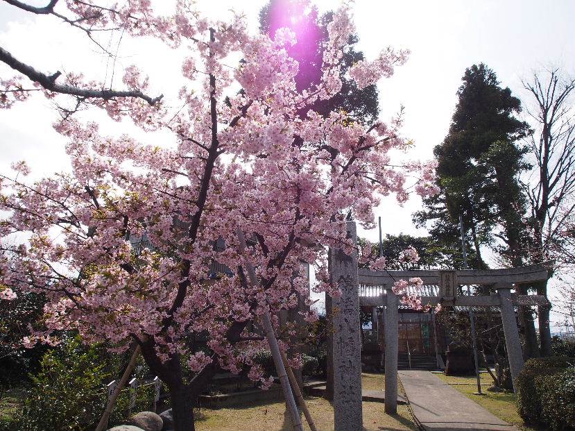 河津桜