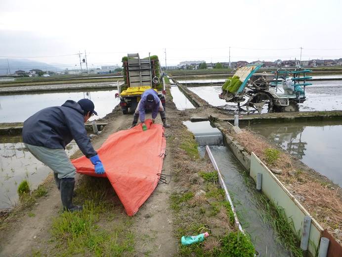 田植え