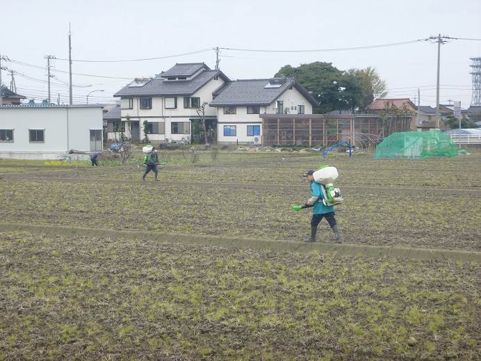 コシヒカリ