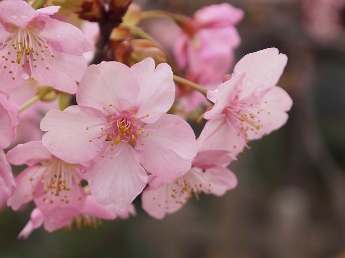 河津桜