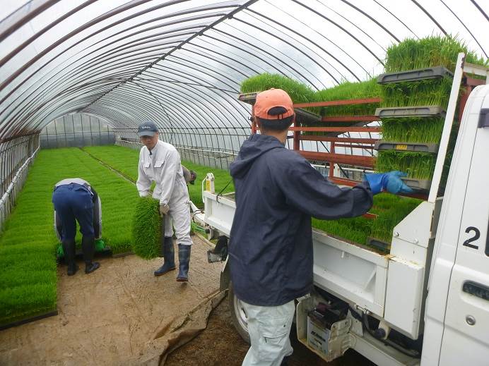 田植え