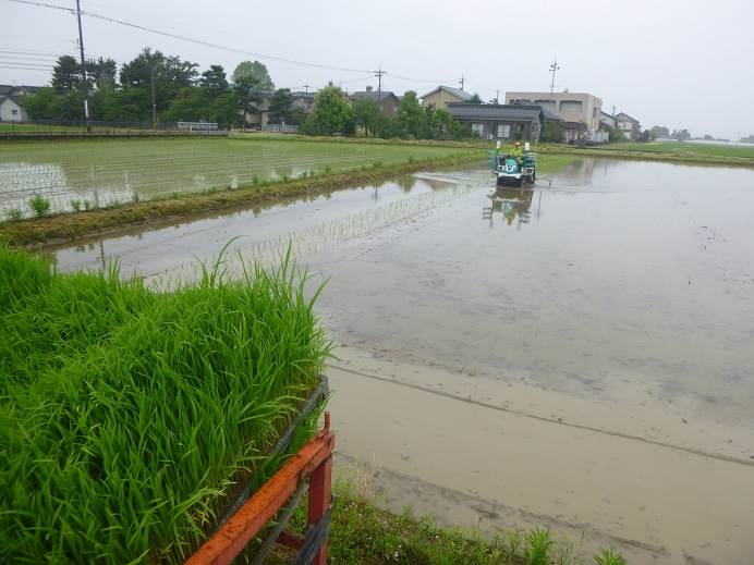 田植え