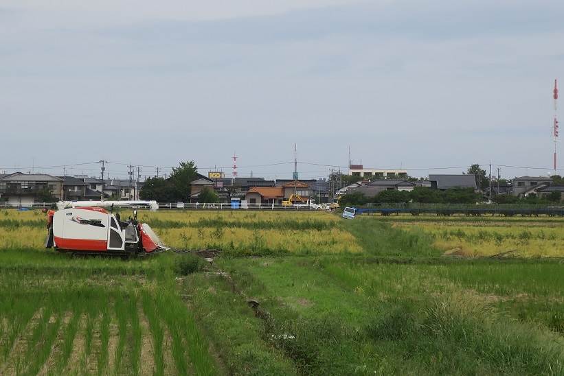 林さんちの普通のコシヒカリ