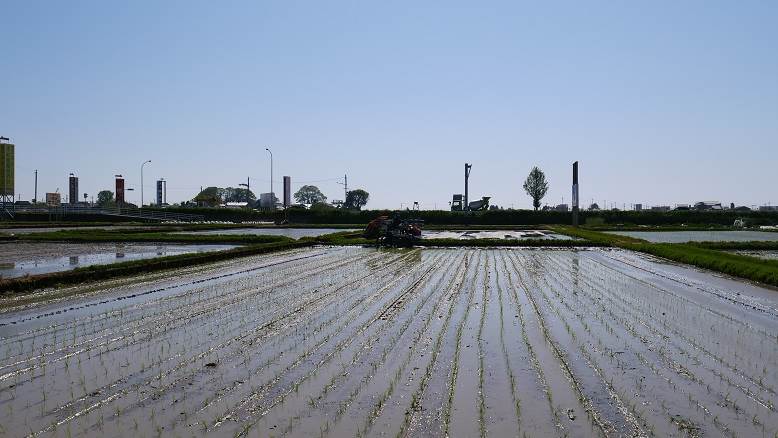 田植え